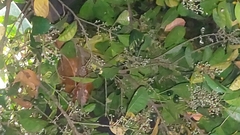 Pseudocheirus peregrinus