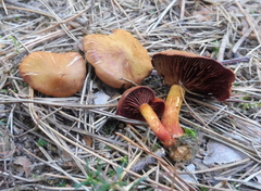 Cortinarius purpureus