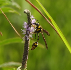 Phimenes flavopictus