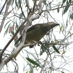 Ptilonorhynchus violaceus