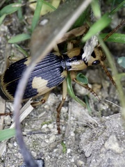 Pheropsophus jessoensis