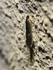 Monopis ethelella