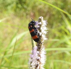 Hycleus biundulatus