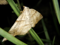 Endropiodes indictinaria