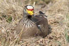 Vanellus senegallus lateralis