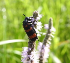 Hycleus biundulatus