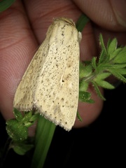 Mythimna flavostigma