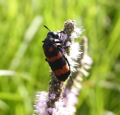 Hycleus biundulatus