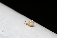Camaenidae