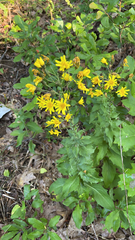 Hieracium umbellatum