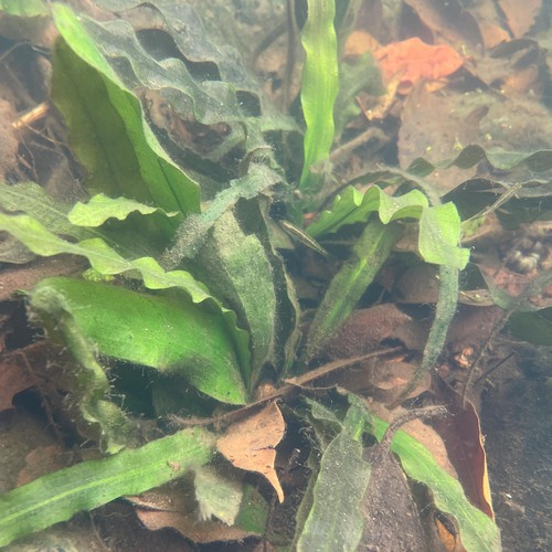Aponogeton cuneatus (Aponogeton cuneatus)