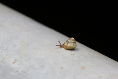 Camaenidae