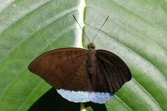 Tanaecia julii