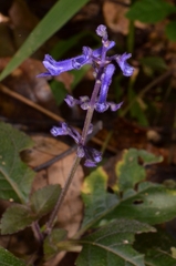 Plectranthus