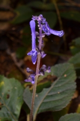 Plectranthus