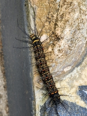 Pseudautomeris salmonea