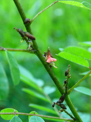 Indigofera densiflora