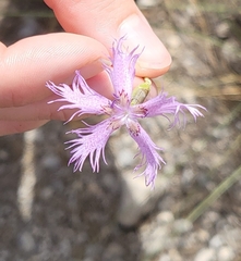 Dianthus broteri