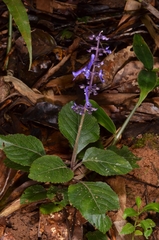 Plectranthus