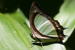Polyura jalysus