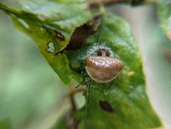 Mastophora