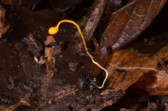 Ophiocordyceps