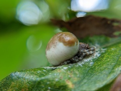 Mastophora