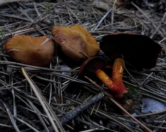 Cortinarius purpureus