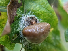 Mastophora
