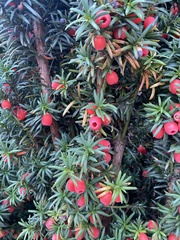Taxus baccata
