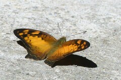Vagrans sinha