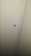 Xerophloea viridis
