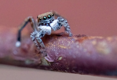 Maratus pavonis