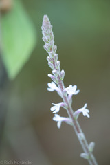 Verbena carnea