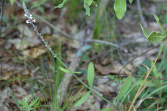 Verbena carnea