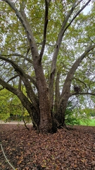 Platanus orientalis