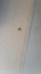 Xerophloea viridis