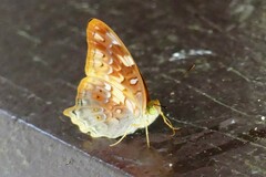 Vagrans sinha