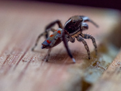 Maratus pavonis