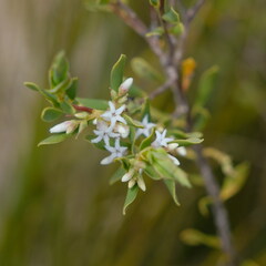 Leucopogon collinus