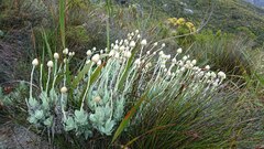 Syncarpha speciosissima