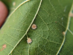 Neuroterus quercusverrucarum