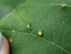 Neuroterus quercusverrucarum