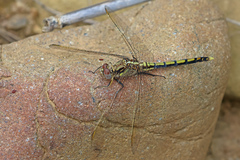 Orthetrum caledonicum
