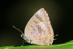 Arhopala agaba