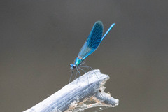 Calopteryx splendens