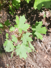 Acer grandidentatum