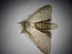 Cnethodonta grisescens