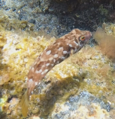 Sphoeroides marmoratus