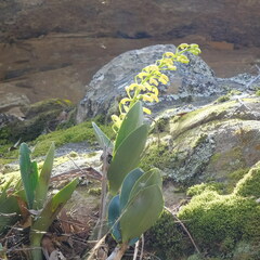 Dendrobium speciosum